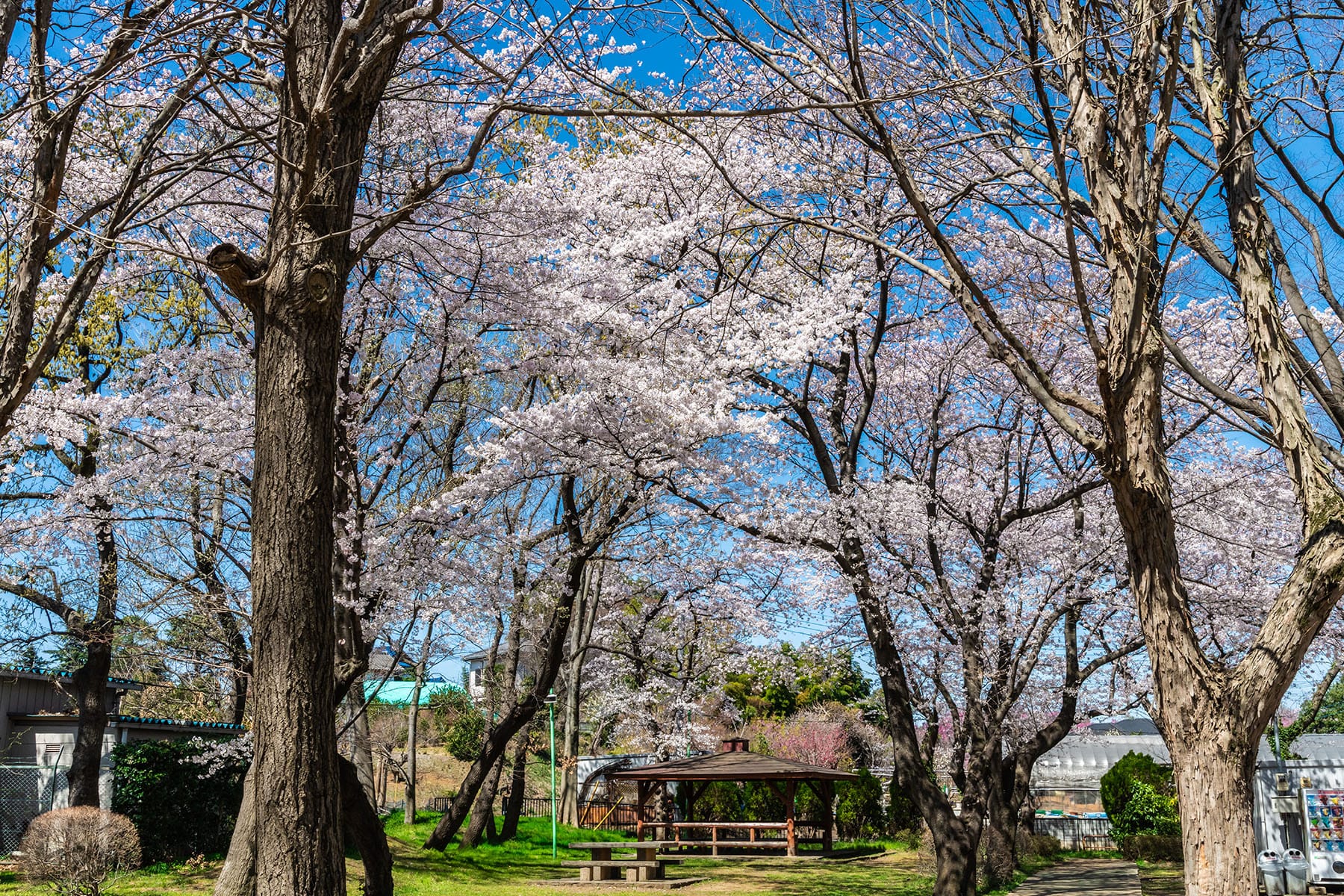 見沼田んぼの桜回廊【見沼田んぼ（全域）｜埼玉県さいたま市】 | フォトさいたま