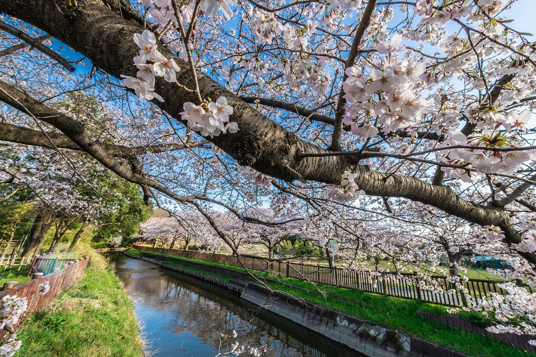 見沼田んぼの桜回廊【見沼田んぼ（全域）｜埼玉県さいたま市】 | フォトさいたま