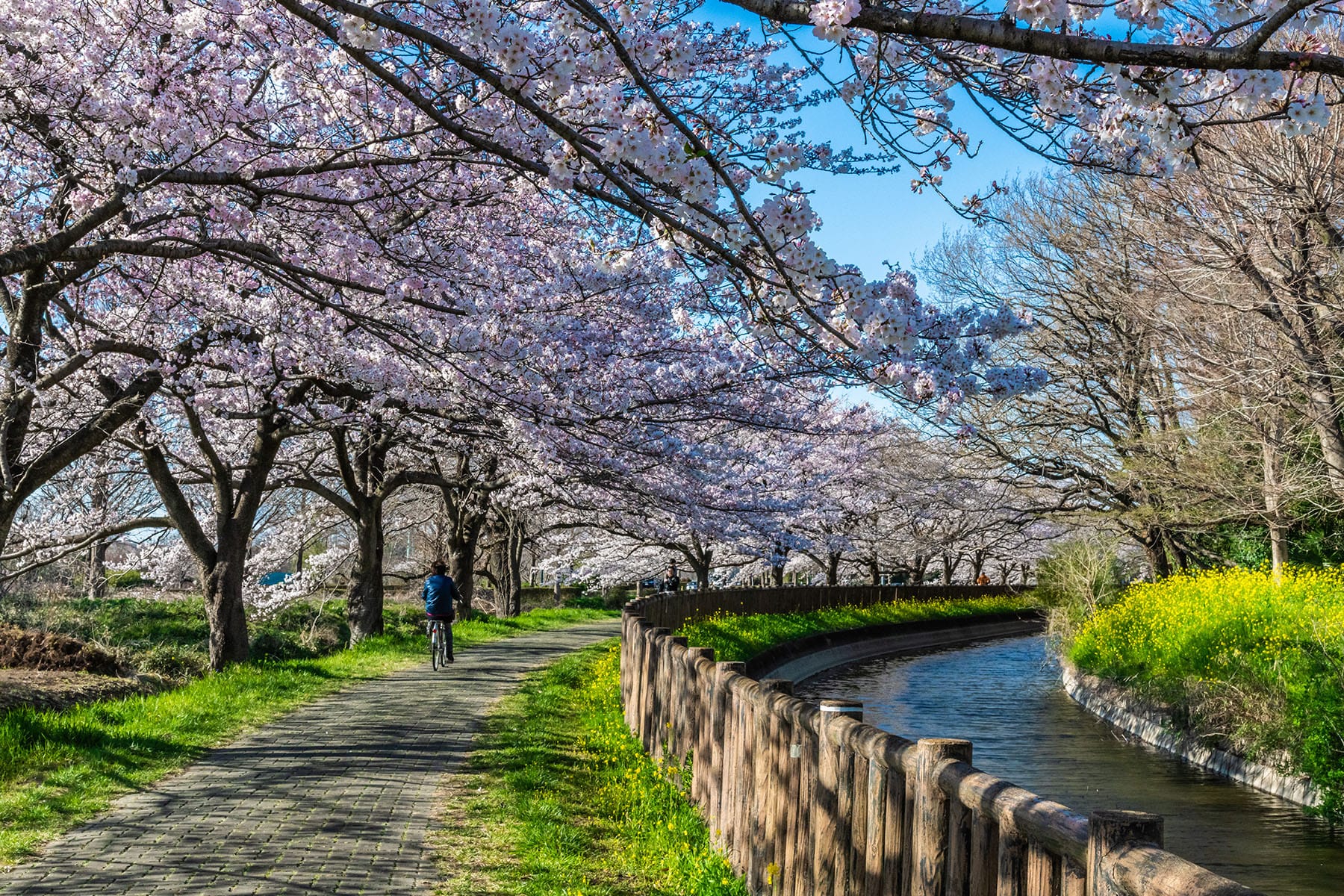 見沼田んぼの桜回廊【見沼田んぼ（全域）｜埼玉県さいたま市】 | フォトさいたま