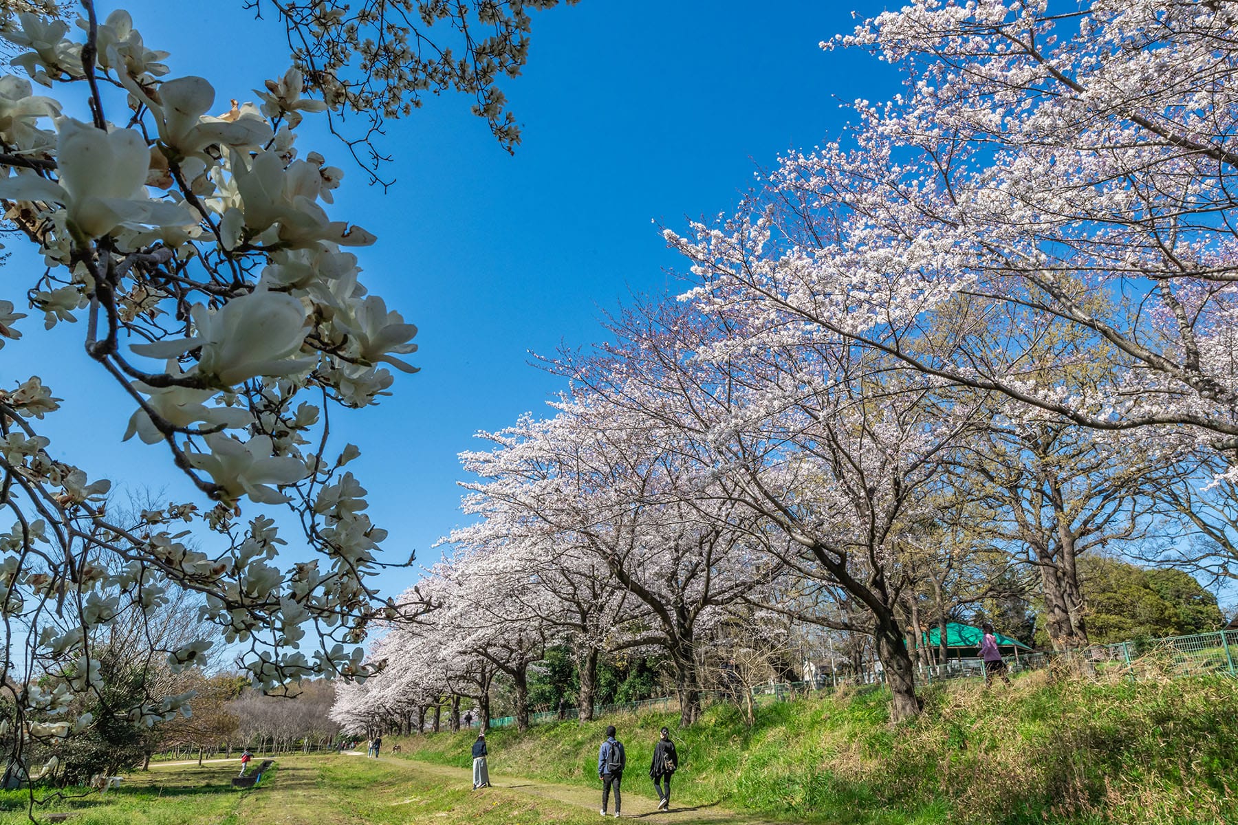 見沼田んぼの桜回廊【見沼田んぼ（全域）｜埼玉県さいたま市】 | フォトさいたま