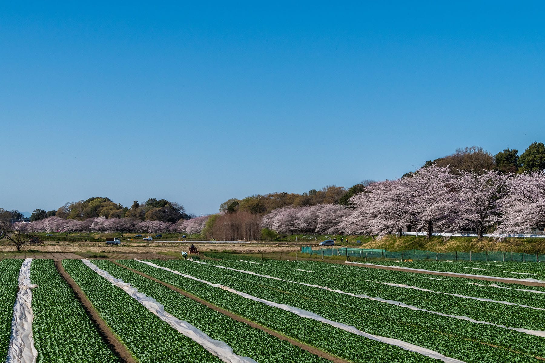 見沼田んぼの桜回廊【見沼田んぼ（全域）｜埼玉県さいたま市】 | フォトさいたま