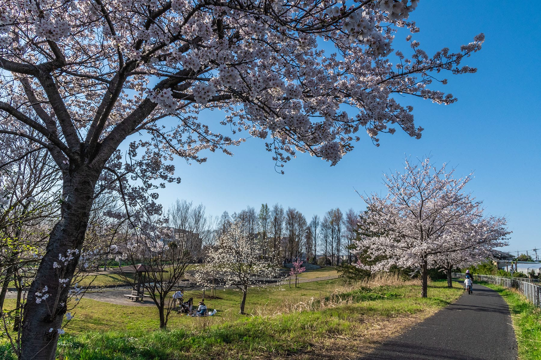 見沼田んぼの桜回廊【見沼田んぼ（全域）｜埼玉県さいたま市】 | フォトさいたま