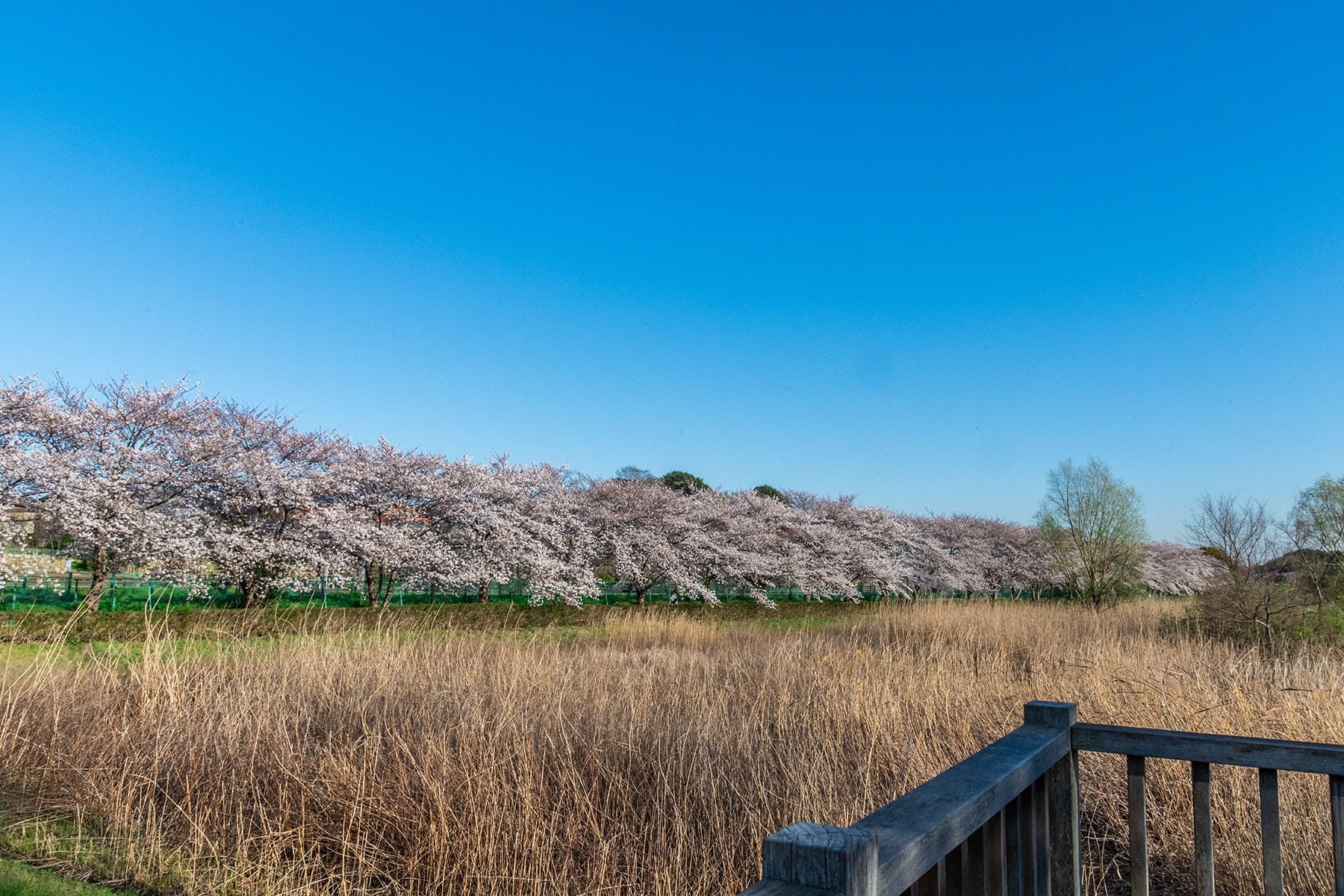 見沼田んぼの桜回廊【見沼田んぼ（全域）｜埼玉県さいたま市】 | フォトさいたま