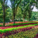 コリウス【武蔵丘陵森林公園｜埼玉県比企郡滑川町】 | フォトさいたま