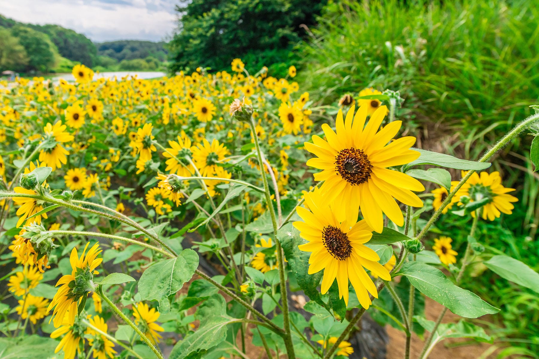 コリウス【武蔵丘陵森林公園｜埼玉県比企郡滑川町】 | フォトさいたま