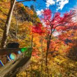 中津峡の紅葉【中津峡｜埼玉県秩父市】