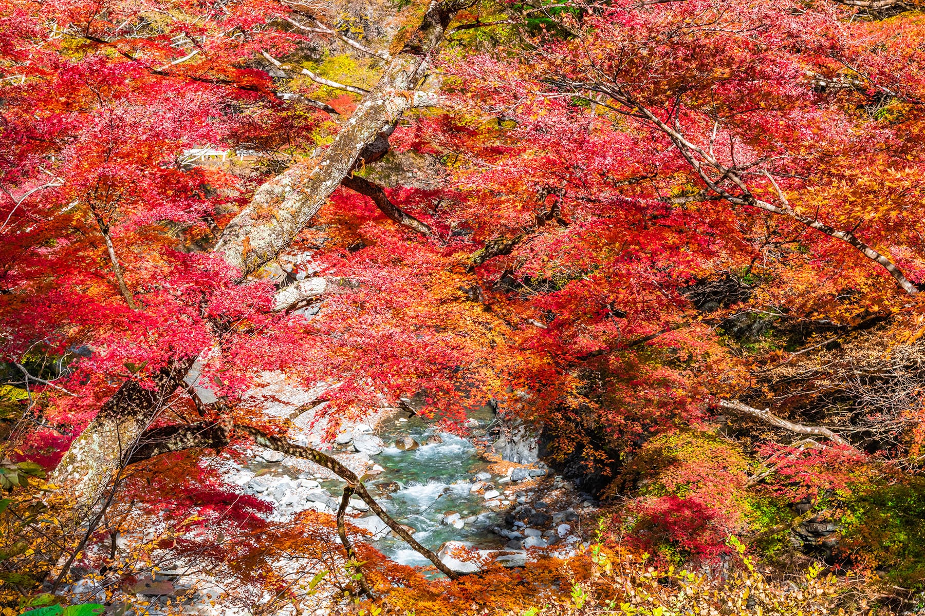 中津峡の紅葉【中津峡｜埼玉県秩父市】