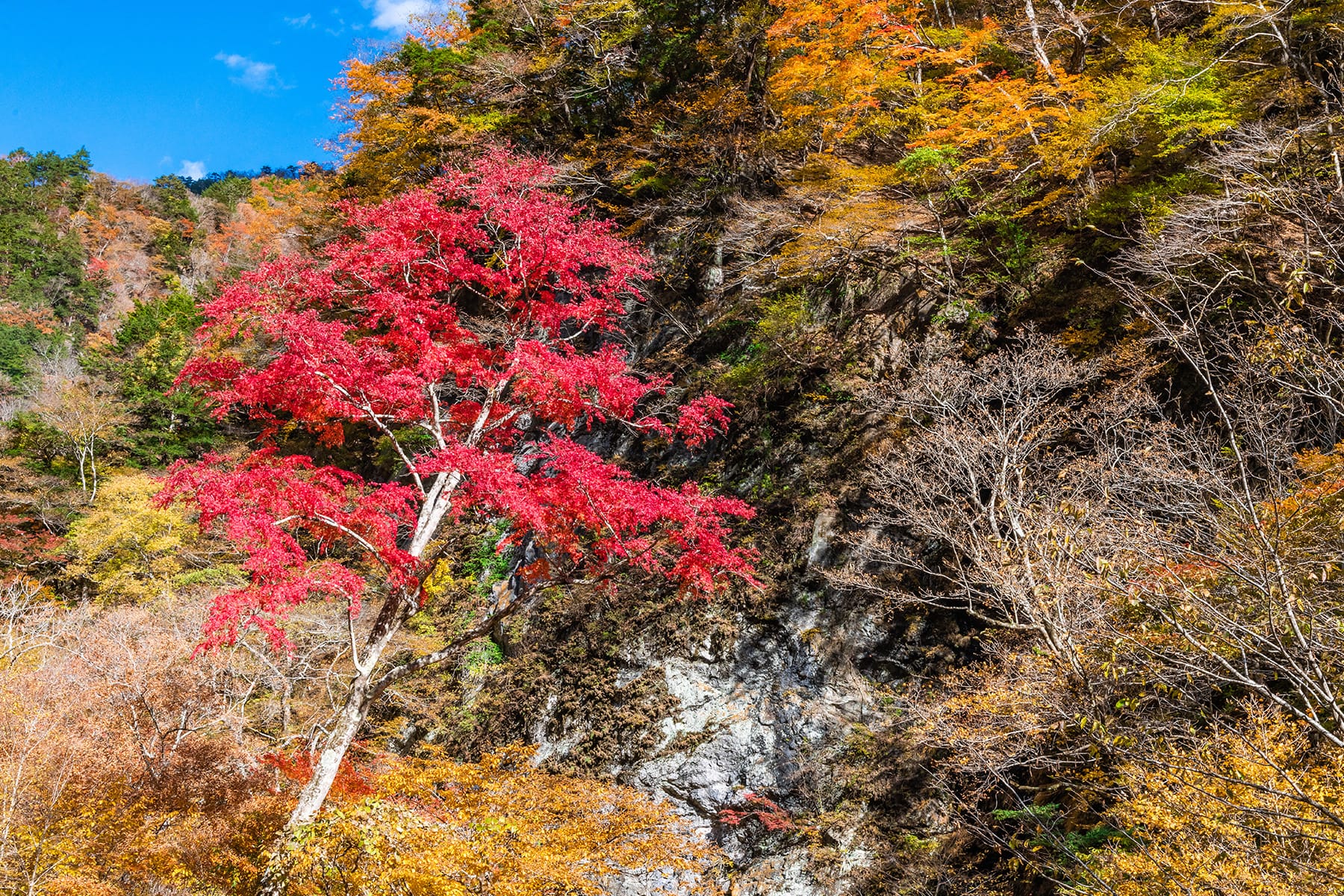 中津峡の紅葉【中津峡｜埼玉県秩父市】