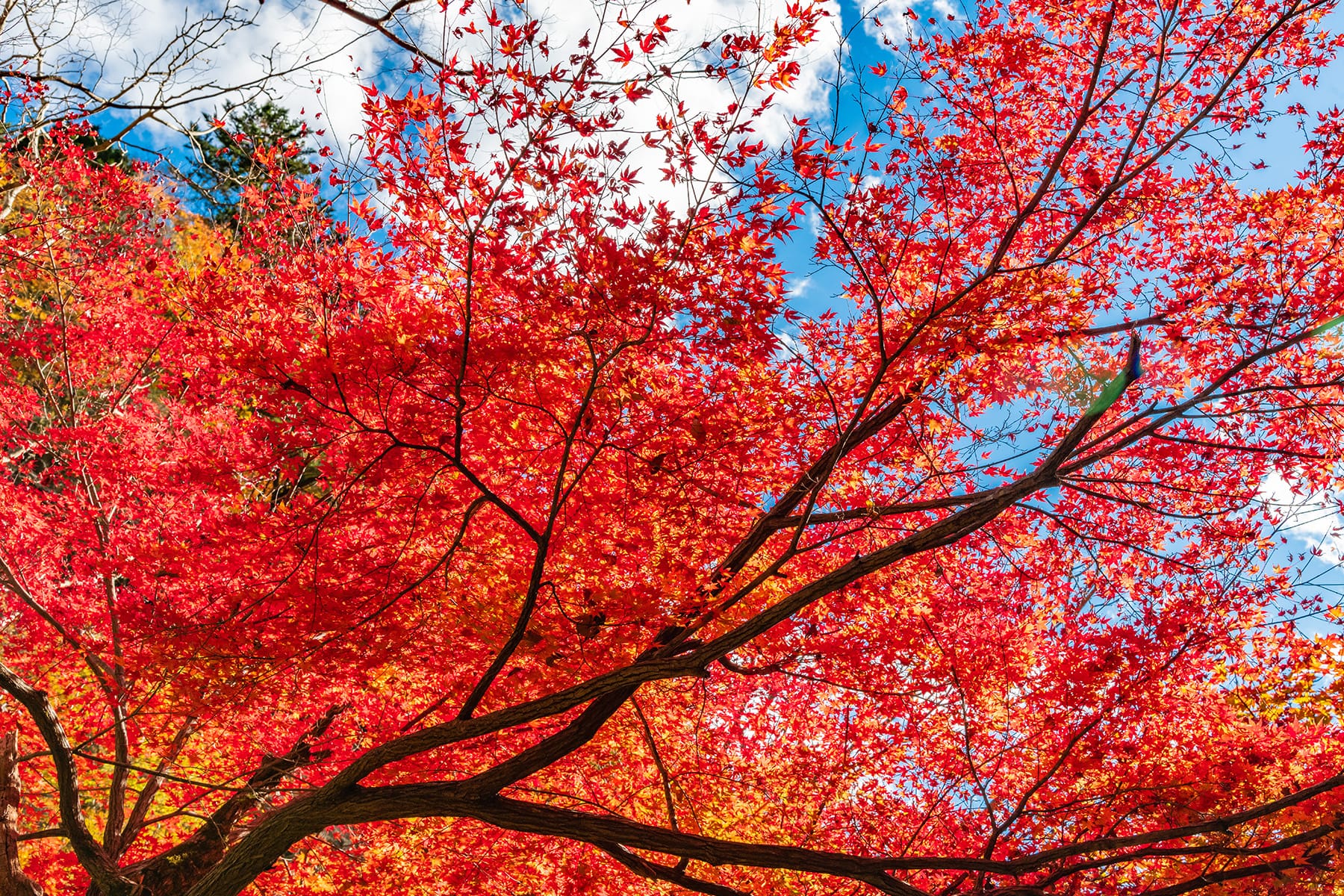 中津峡の紅葉【中津峡｜埼玉県秩父市】