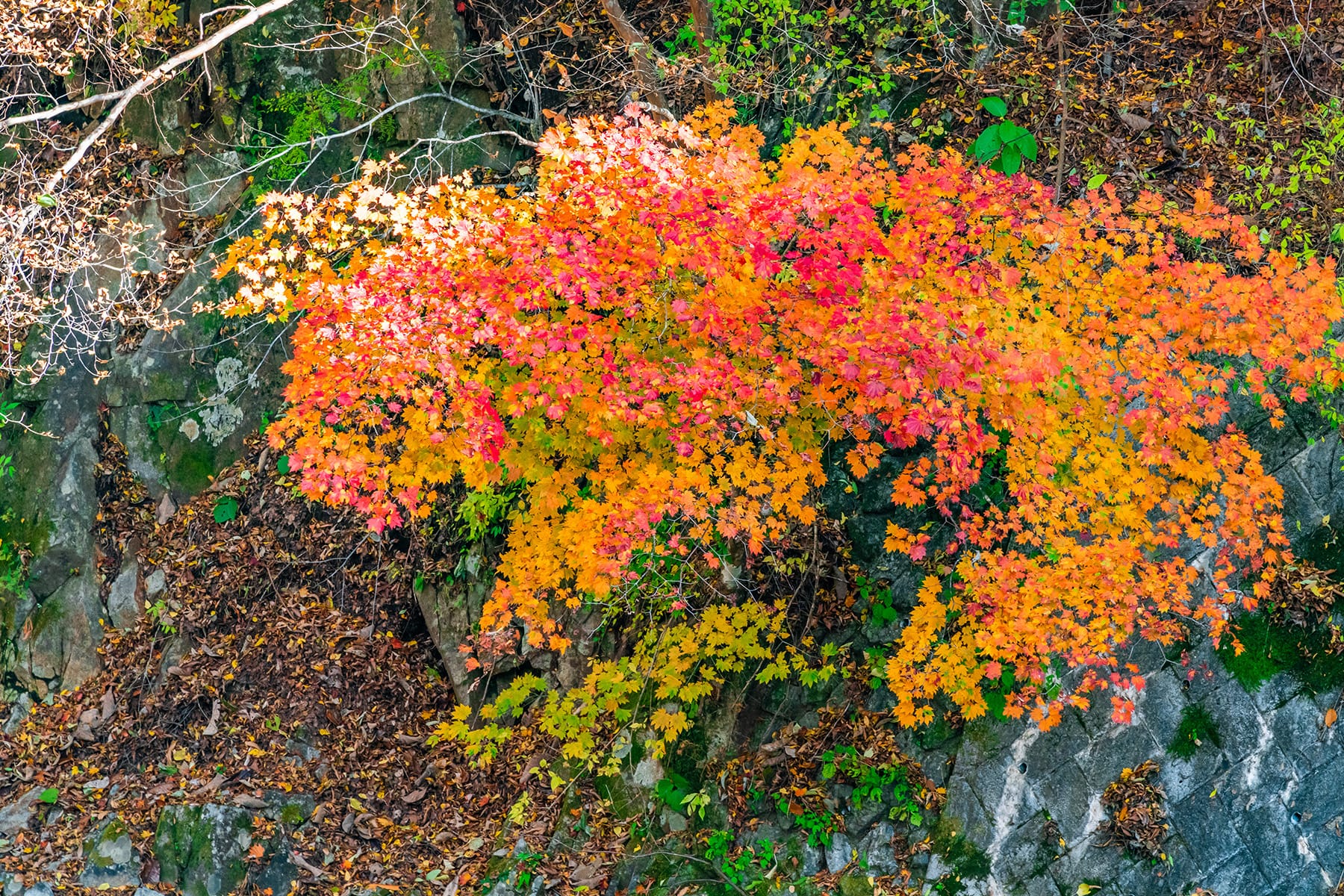 中津峡の紅葉【中津峡｜埼玉県秩父市】