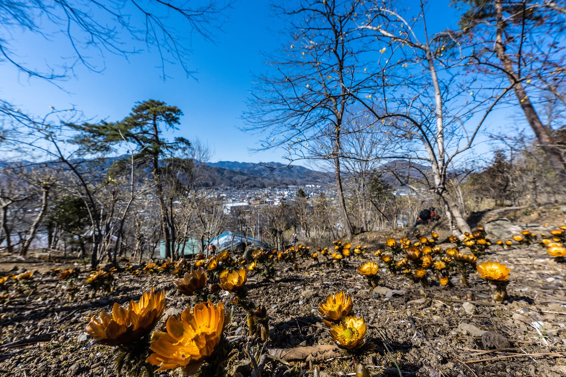 秩父紅（福寿草）【Mahora稲穂山｜埼玉県秩父郡皆野町】| フォトさいたま