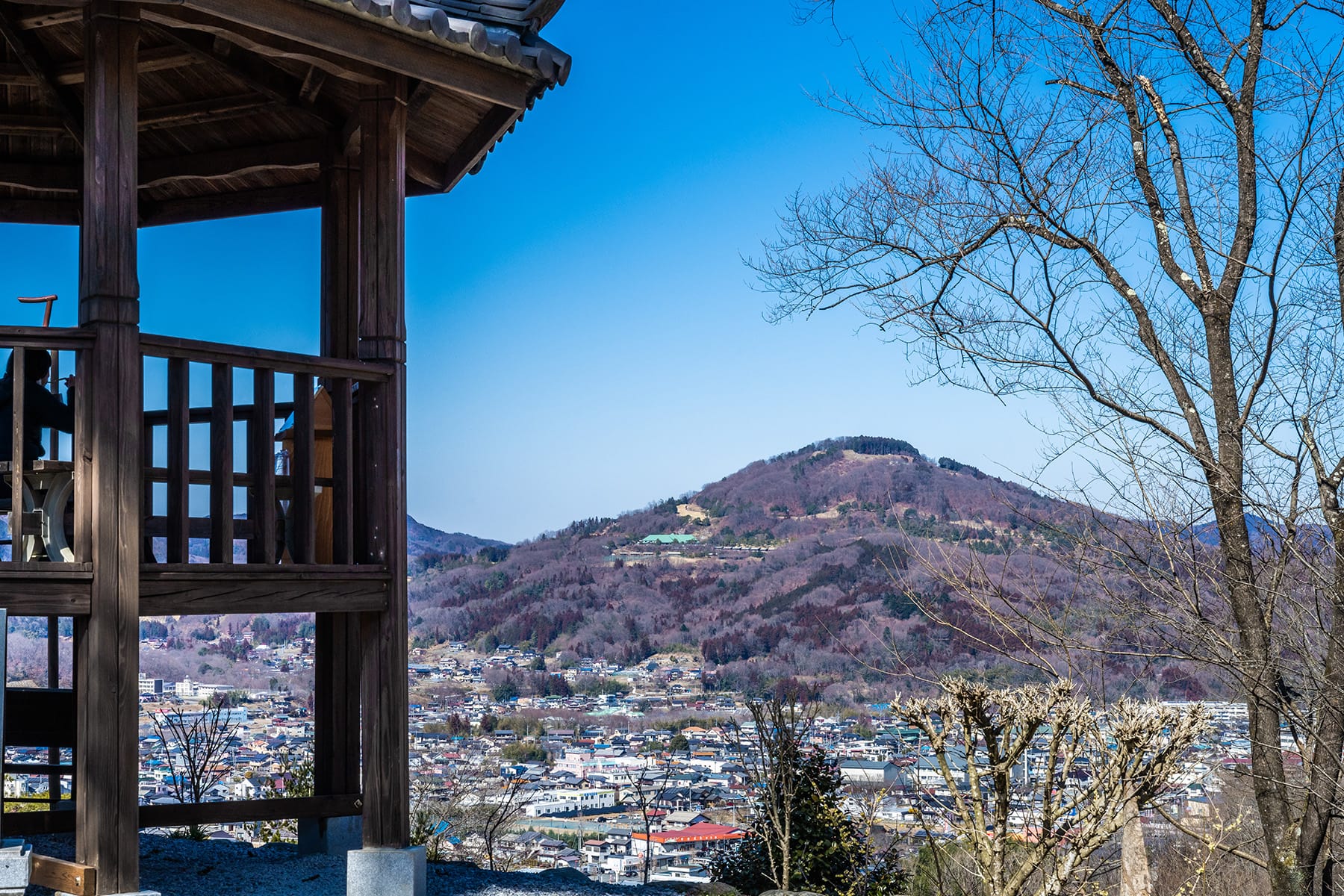 秩父紅（福寿草）【Mahora稲穂山｜埼玉県秩父郡皆野町】| フォトさいたま