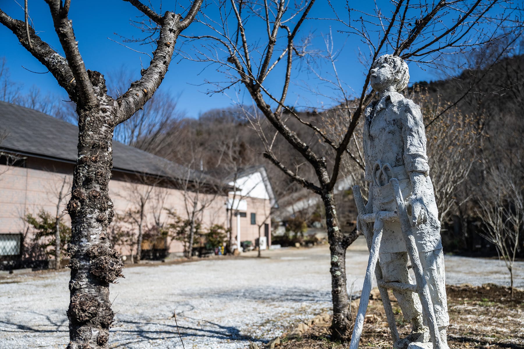 秩父紅（福寿草）【Mahora稲穂山｜埼玉県秩父郡皆野町】| フォトさいたま