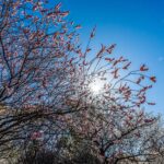 大宮公園の梅林【大宮第二公園（梅林）｜埼玉県さいたま市】 | フォトさいたま