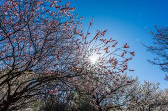 大宮公園の梅林