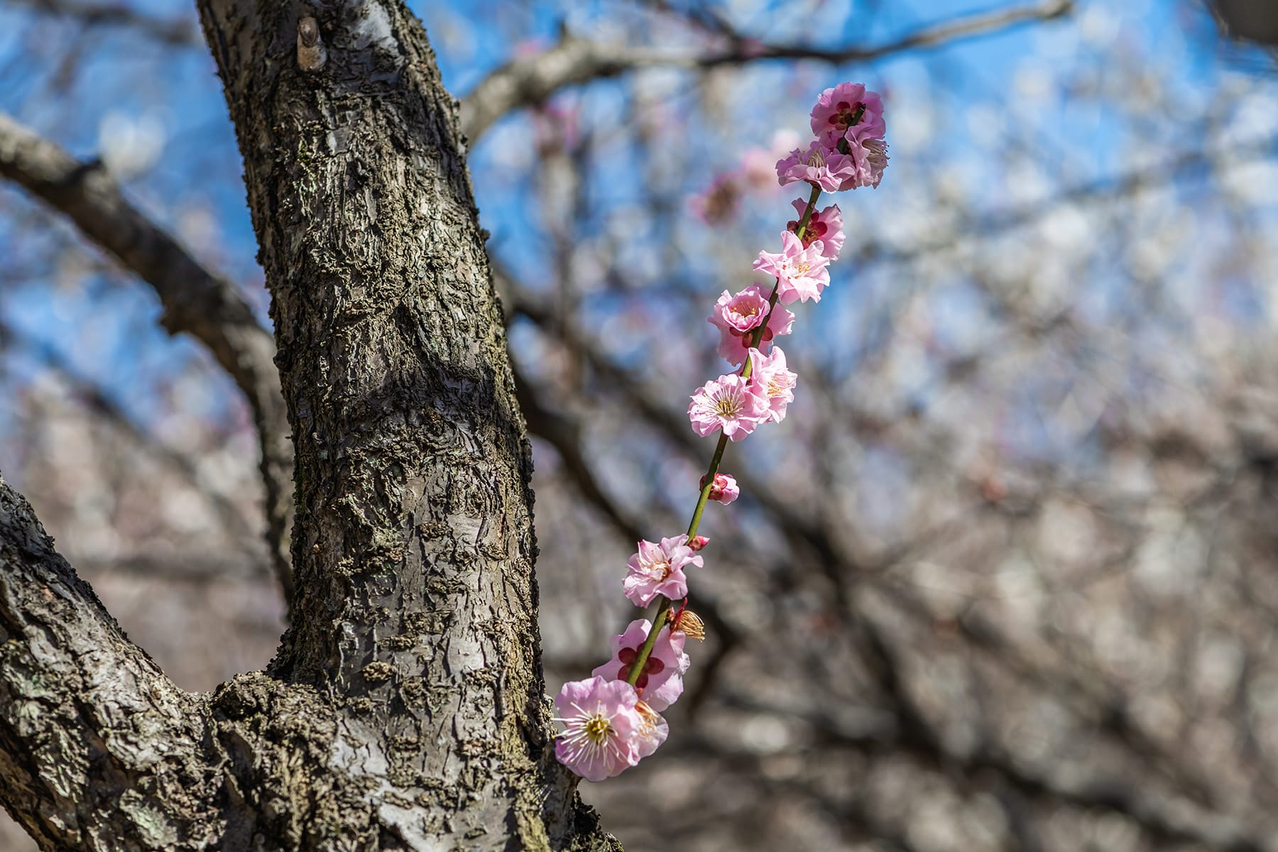 大宮公園の梅林【大宮第二公園（梅林）｜埼玉県さいたま市】 | フォトさいたま