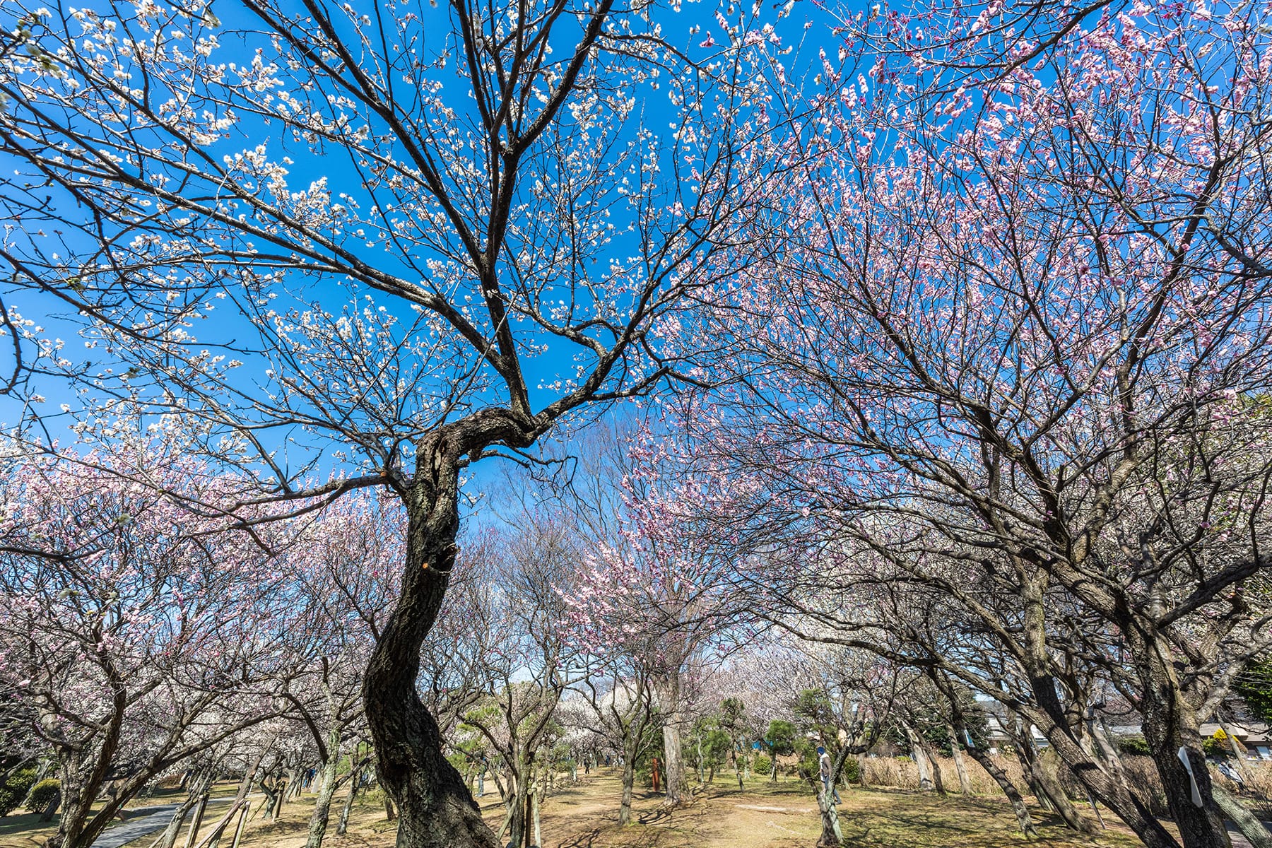 大宮公園の梅林【大宮第二公園（梅林）｜埼玉県さいたま市】 | フォトさいたま