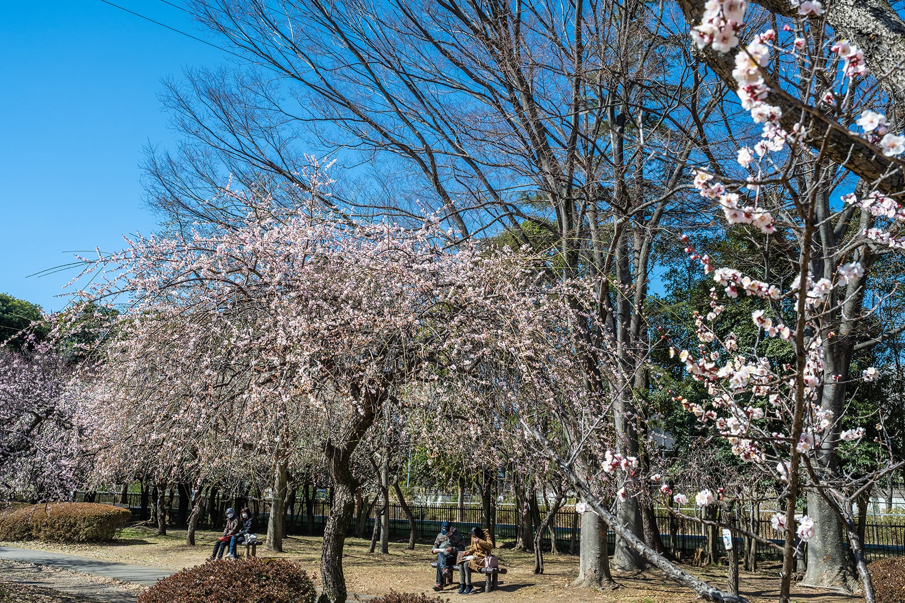 大宮公園の梅林【大宮第二公園（梅林）｜埼玉県さいたま市】 | フォトさいたま