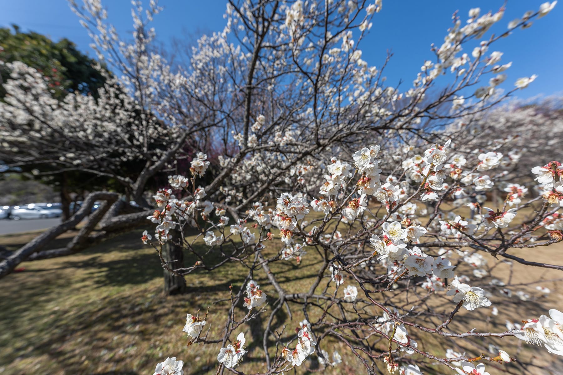 大宮公園の梅林【大宮第二公園（梅林）｜埼玉県さいたま市】 | フォトさいたま