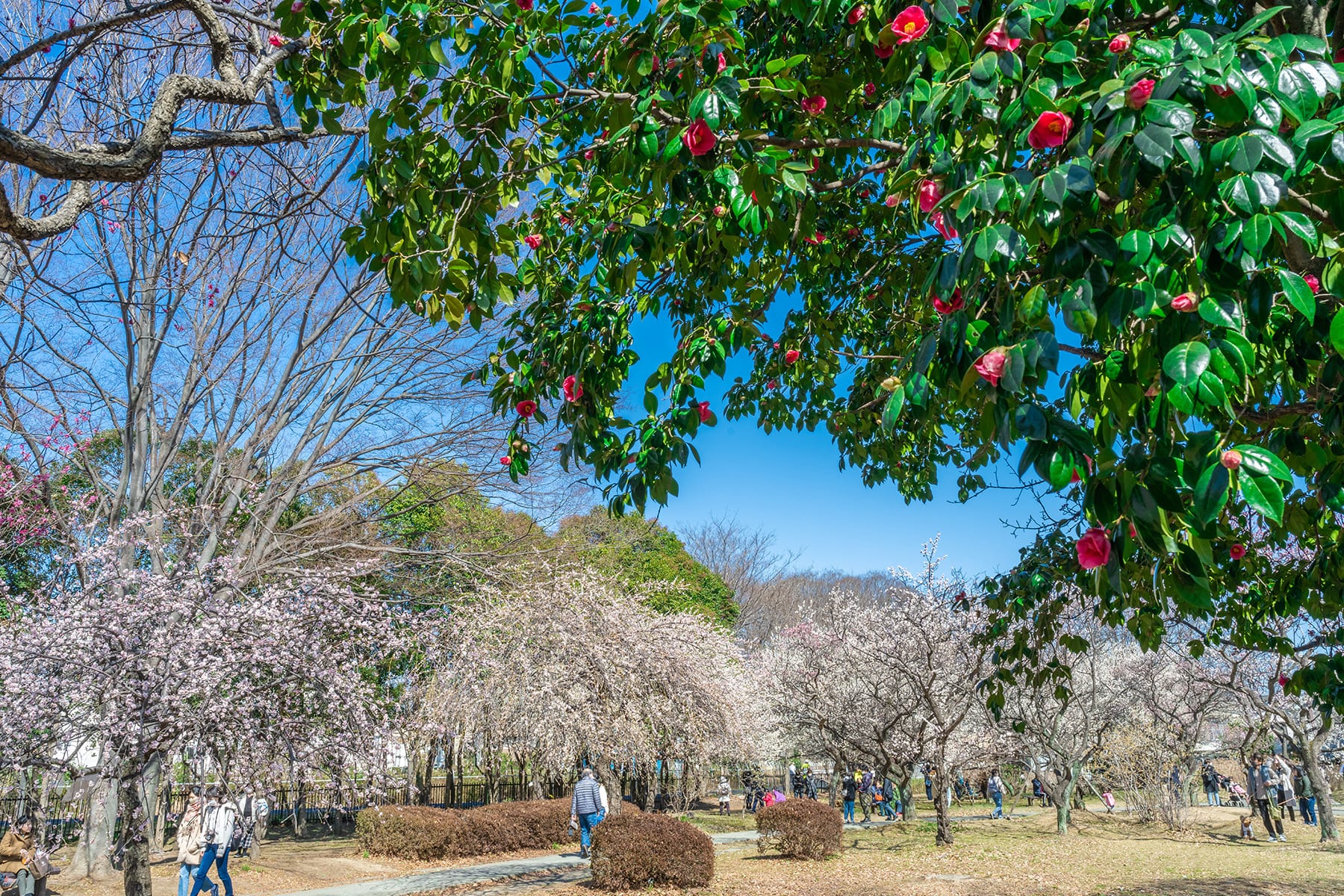 大宮公園の梅林【大宮第二公園（梅林）｜埼玉県さいたま市】 | フォトさいたま