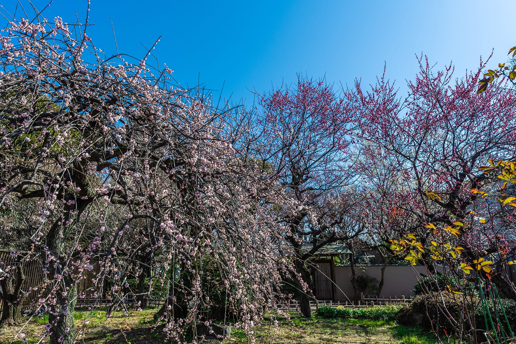 大宮公園の梅林【大宮第二公園（梅林）｜埼玉県さいたま市】 | フォトさいたま