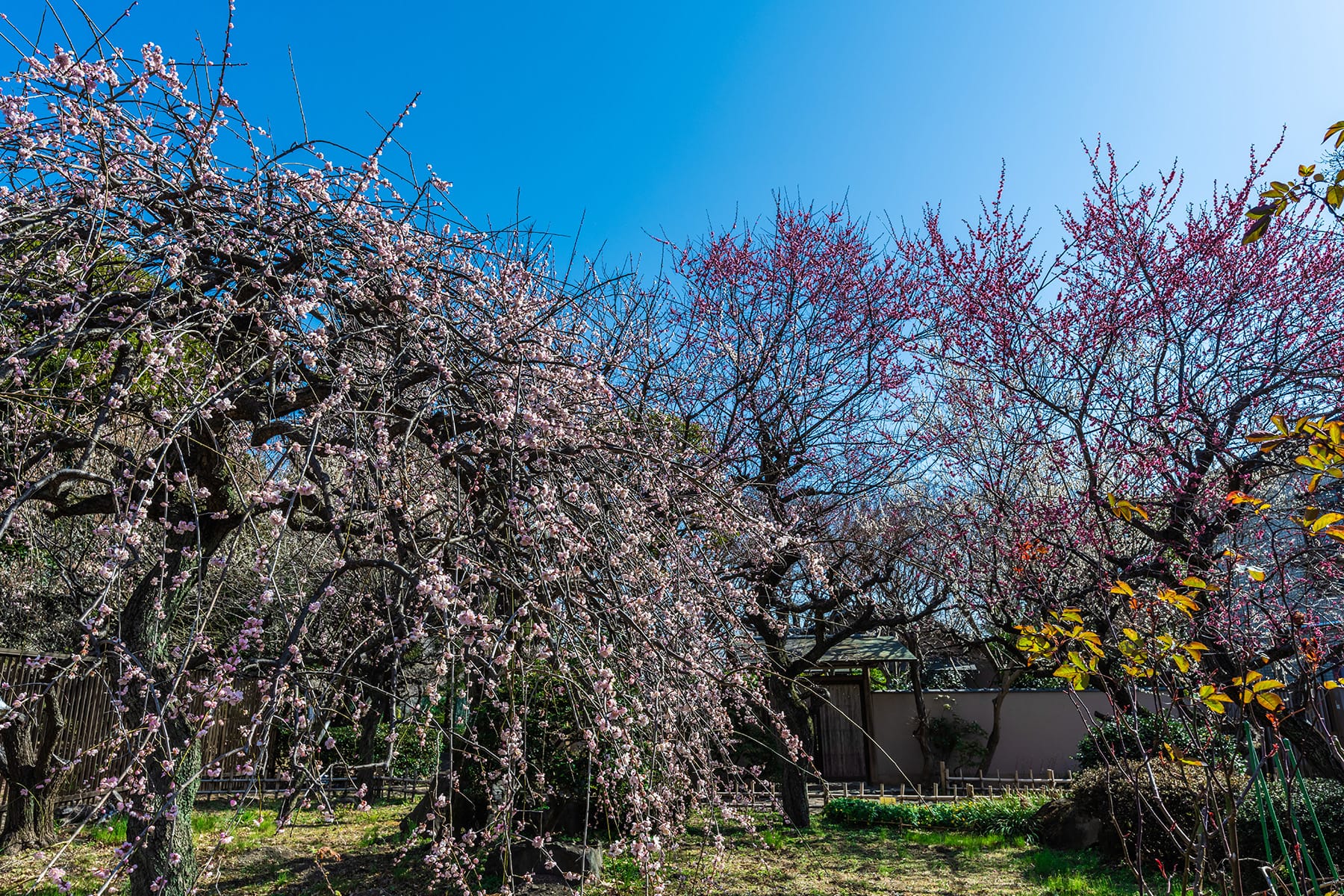 大宮公園の梅林【大宮第二公園（梅林）｜埼玉県さいたま市】 | フォトさいたま