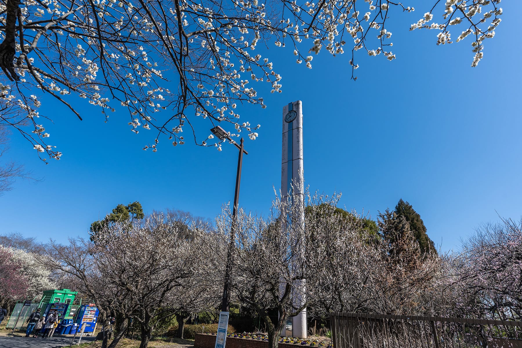 大宮公園の梅林【大宮第二公園（梅林）｜埼玉県さいたま市】 | フォトさいたま