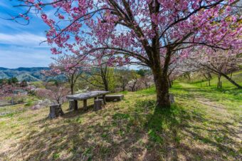 通り抜けの桜