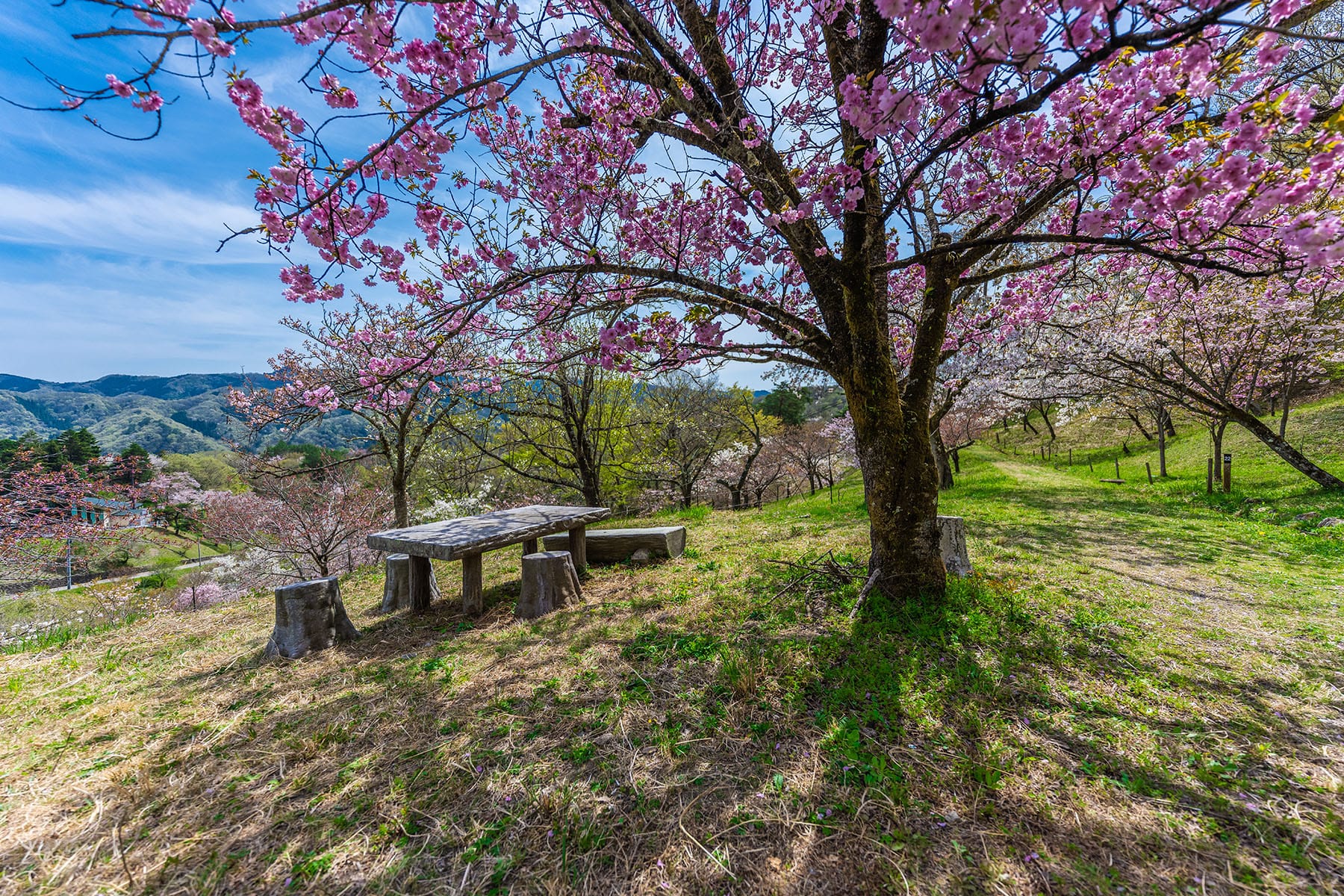 通り抜けの桜 【長瀞山 不動寺｜埼玉県秩父郡長瀞町】| フォトさいたま