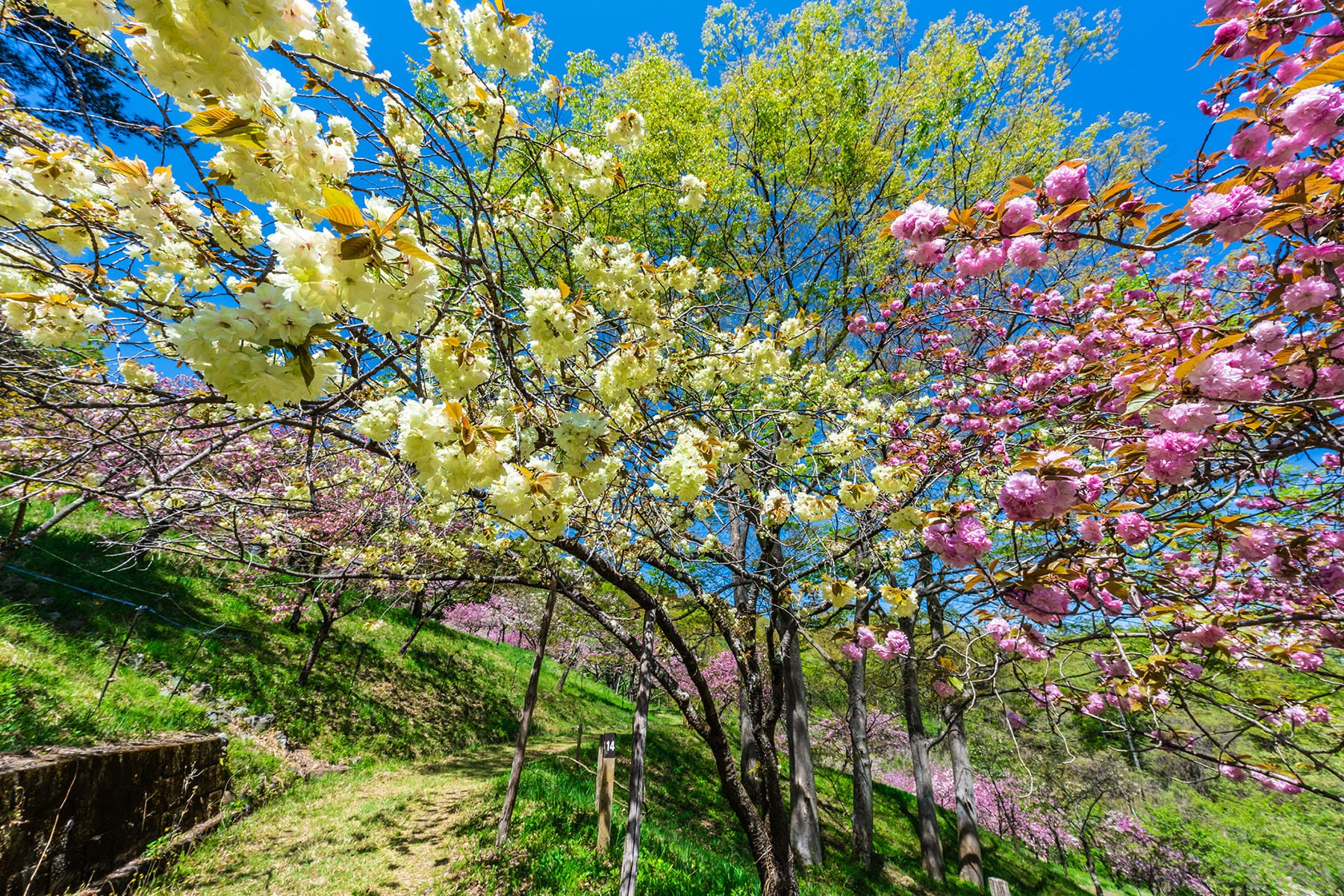 通り抜けの桜 【長瀞山 不動寺｜埼玉県秩父郡長瀞町】| フォトさいたま