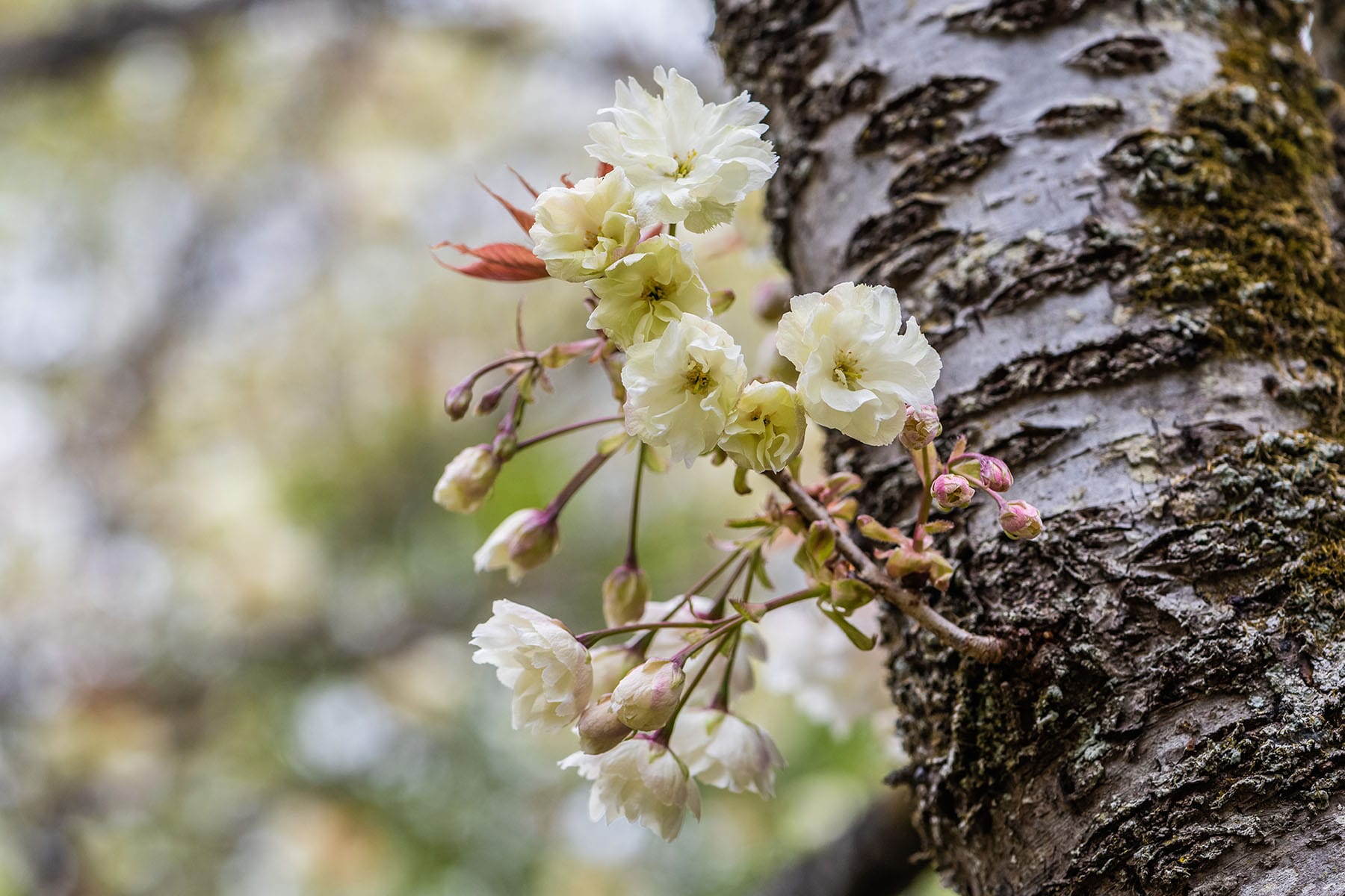 通り抜けの桜 【長瀞山 不動寺｜埼玉県秩父郡長瀞町】| フォトさいたま