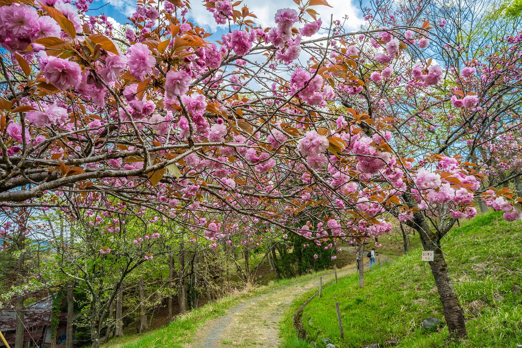 通り抜けの桜 【長瀞山 不動寺｜埼玉県秩父郡長瀞町】| フォトさいたま