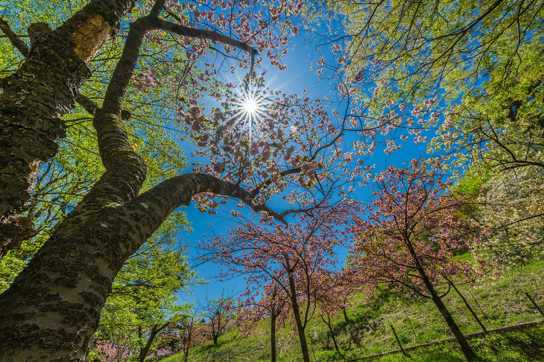 通り抜けの桜 【長瀞山 不動寺｜埼玉県秩父郡長瀞町】| フォトさいたま