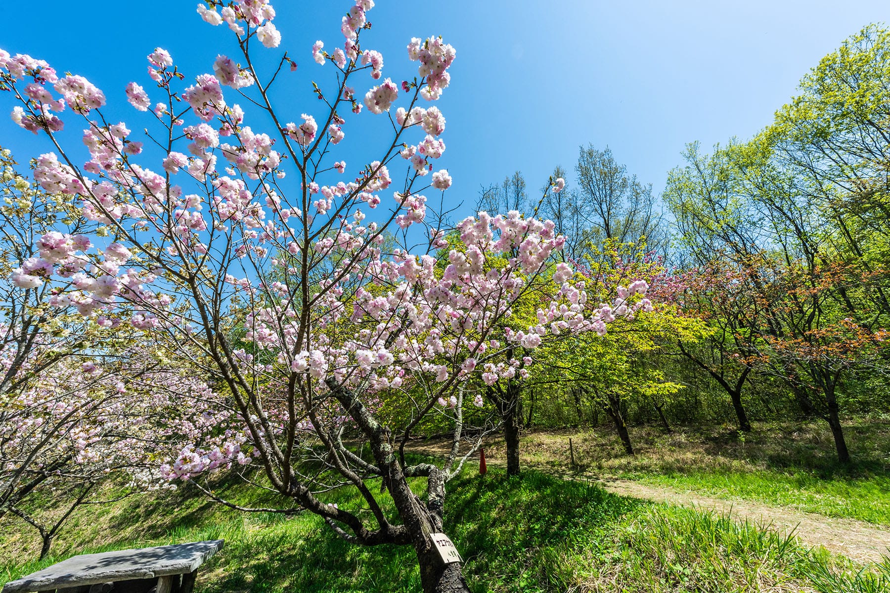 通り抜けの桜 【長瀞山 不動寺｜埼玉県秩父郡長瀞町】| フォトさいたま