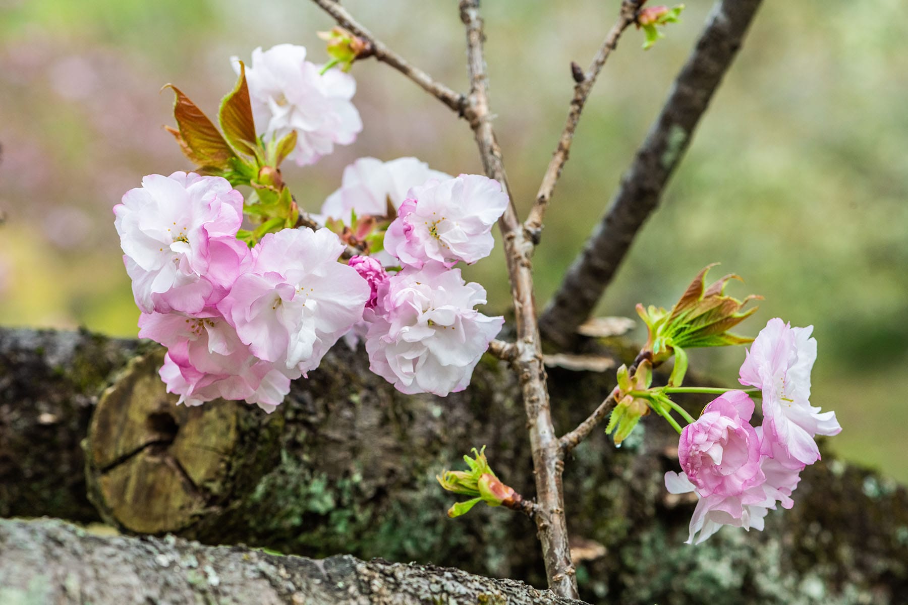 通り抜けの桜 【長瀞山 不動寺｜埼玉県秩父郡長瀞町】| フォトさいたま