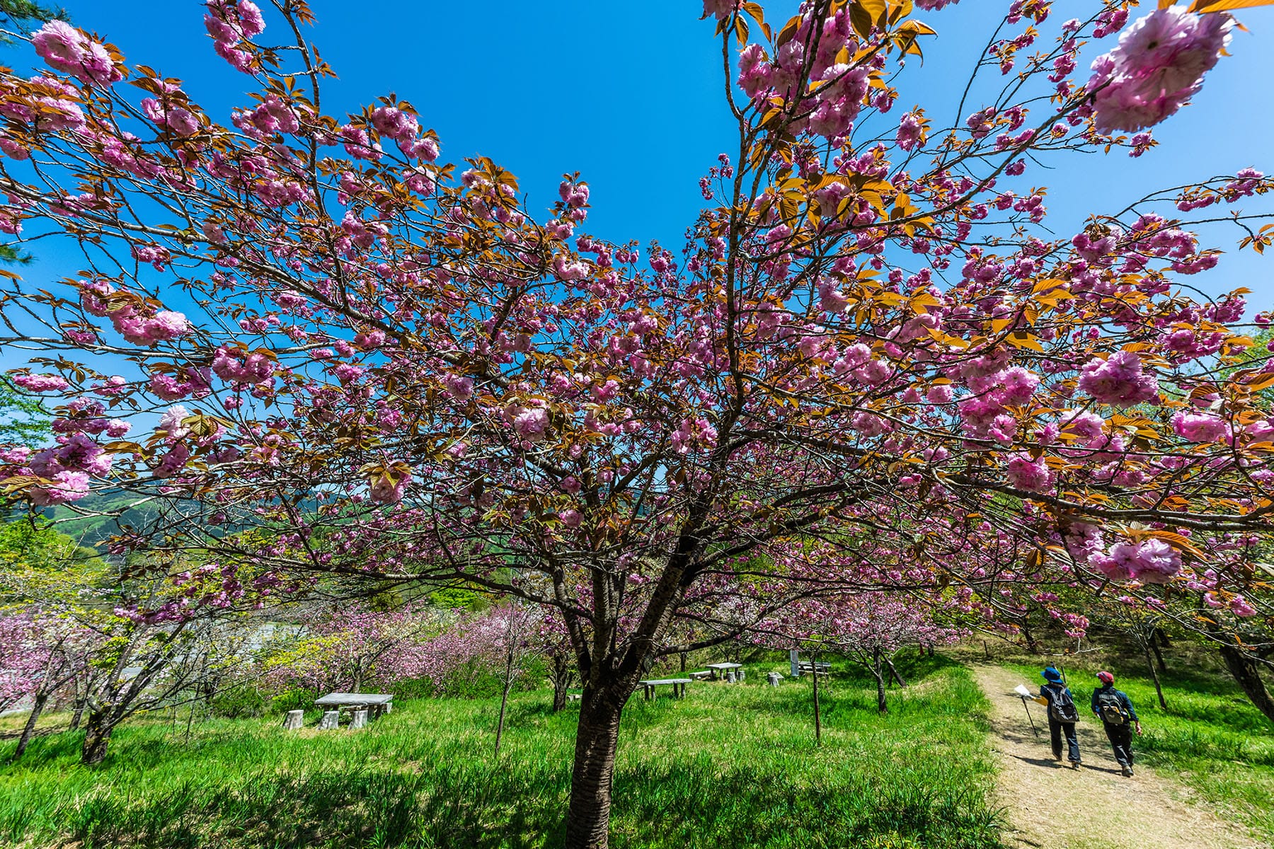 通り抜けの桜 【長瀞山 不動寺｜埼玉県秩父郡長瀞町】| フォトさいたま