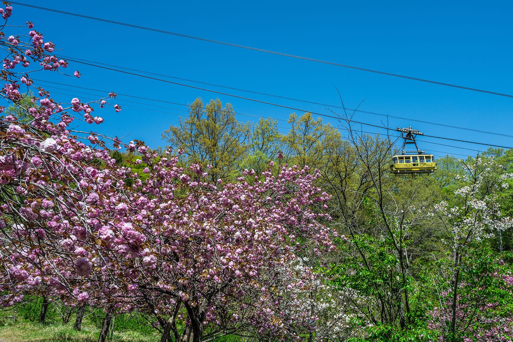 通り抜けの桜 【長瀞山 不動寺｜埼玉県秩父郡長瀞町】| フォトさいたま