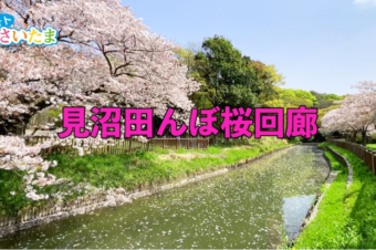 見沼田んぼの桜回廊（動画）