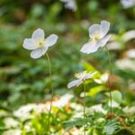 安行原イチリンソウ 【安行原イチリンソウ自生地｜埼玉県川口市】 | フォトさいたま