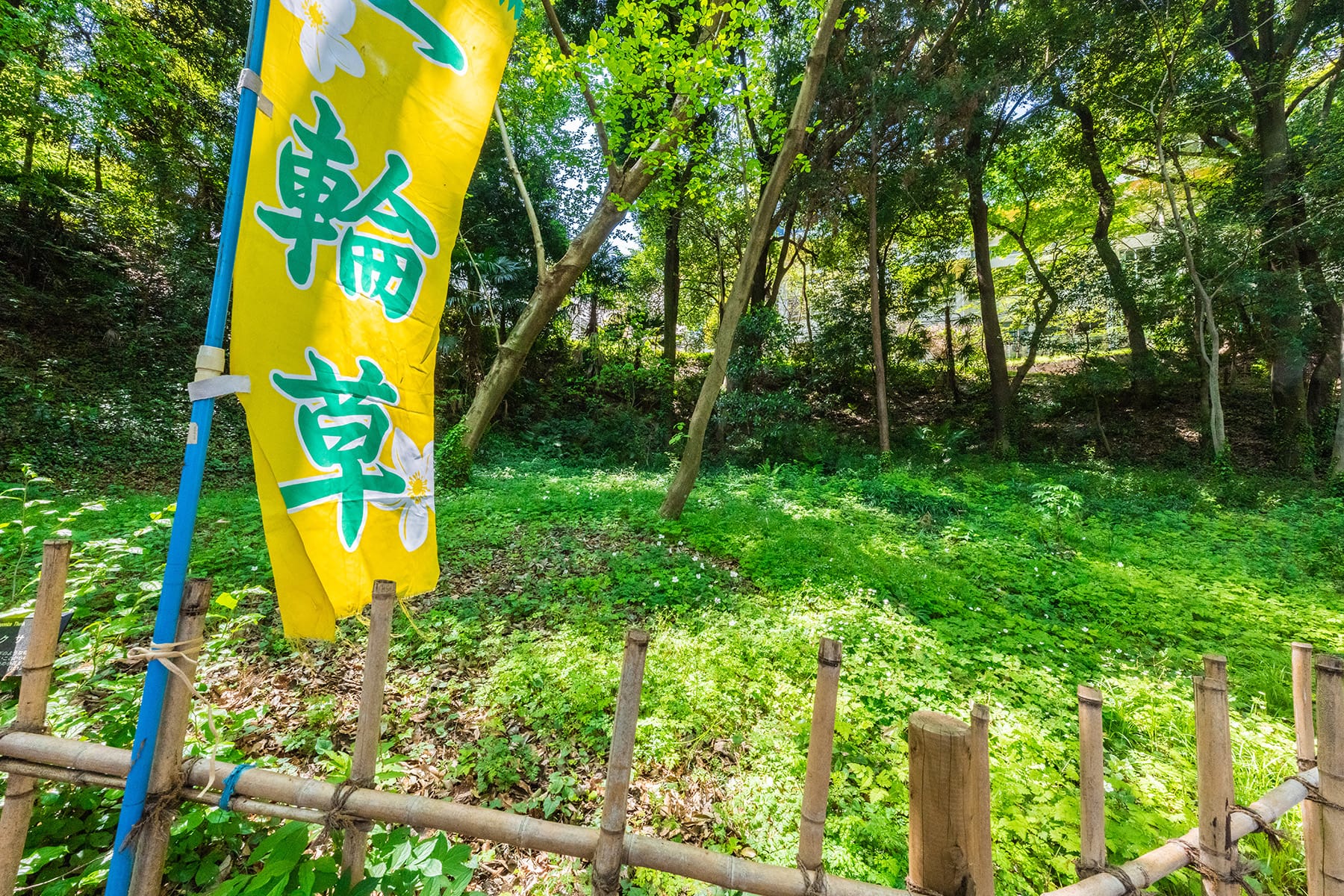 安行原イチリンソウ 【安行原イチリンソウ自生地｜埼玉県川口市】 | フォトさいたま