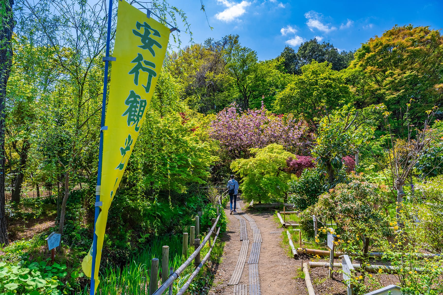 安行原イチリンソウ 【安行原イチリンソウ自生地｜埼玉県川口市】 | フォトさいたま