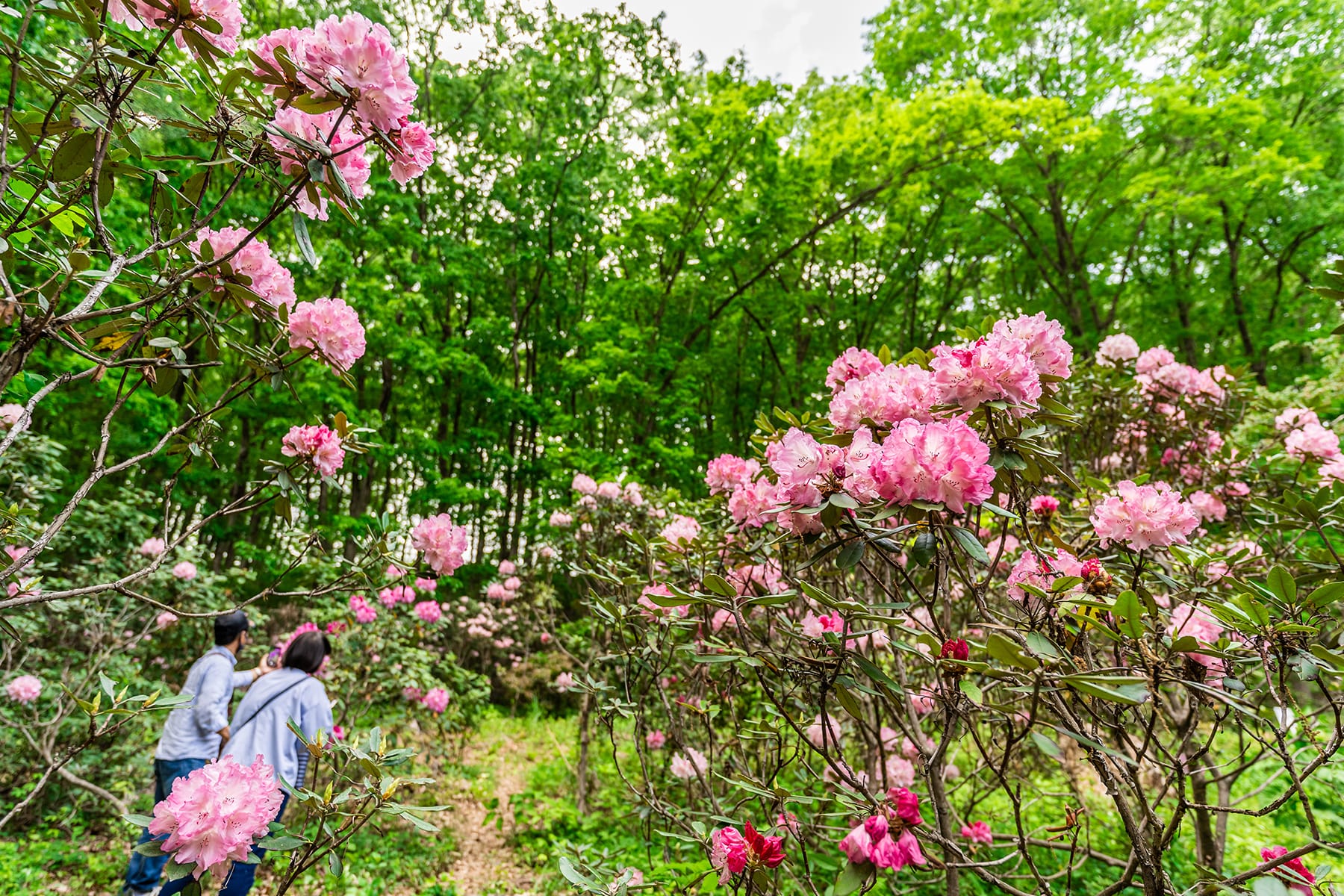 ミューズパークの石楠花 【秩父ミューズパーク・シャクナゲ園｜埼玉県秩父郡小鹿野町】| フォトさいたま