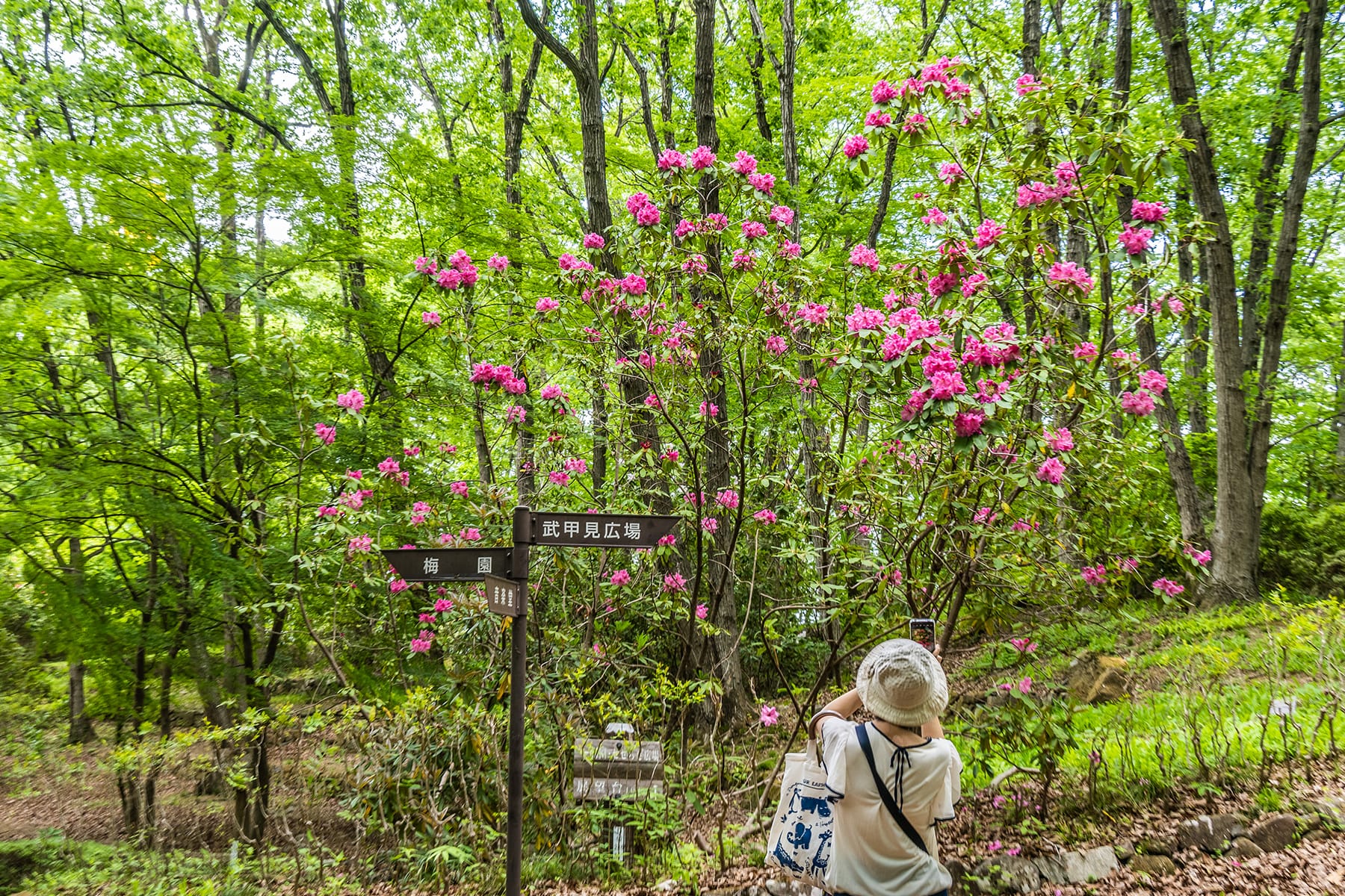 ミューズパークの石楠花 【秩父ミューズパーク・シャクナゲ園｜埼玉県秩父郡小鹿野町】| フォトさいたま