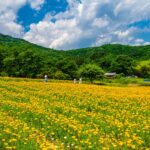 ハナビシソウ（花菱草） 【長瀞・「花の里」ハナビシソウ園｜埼玉県秩父郡長瀞町】| フォトさいたま