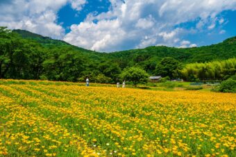 ハナビシソウ（花菱草）