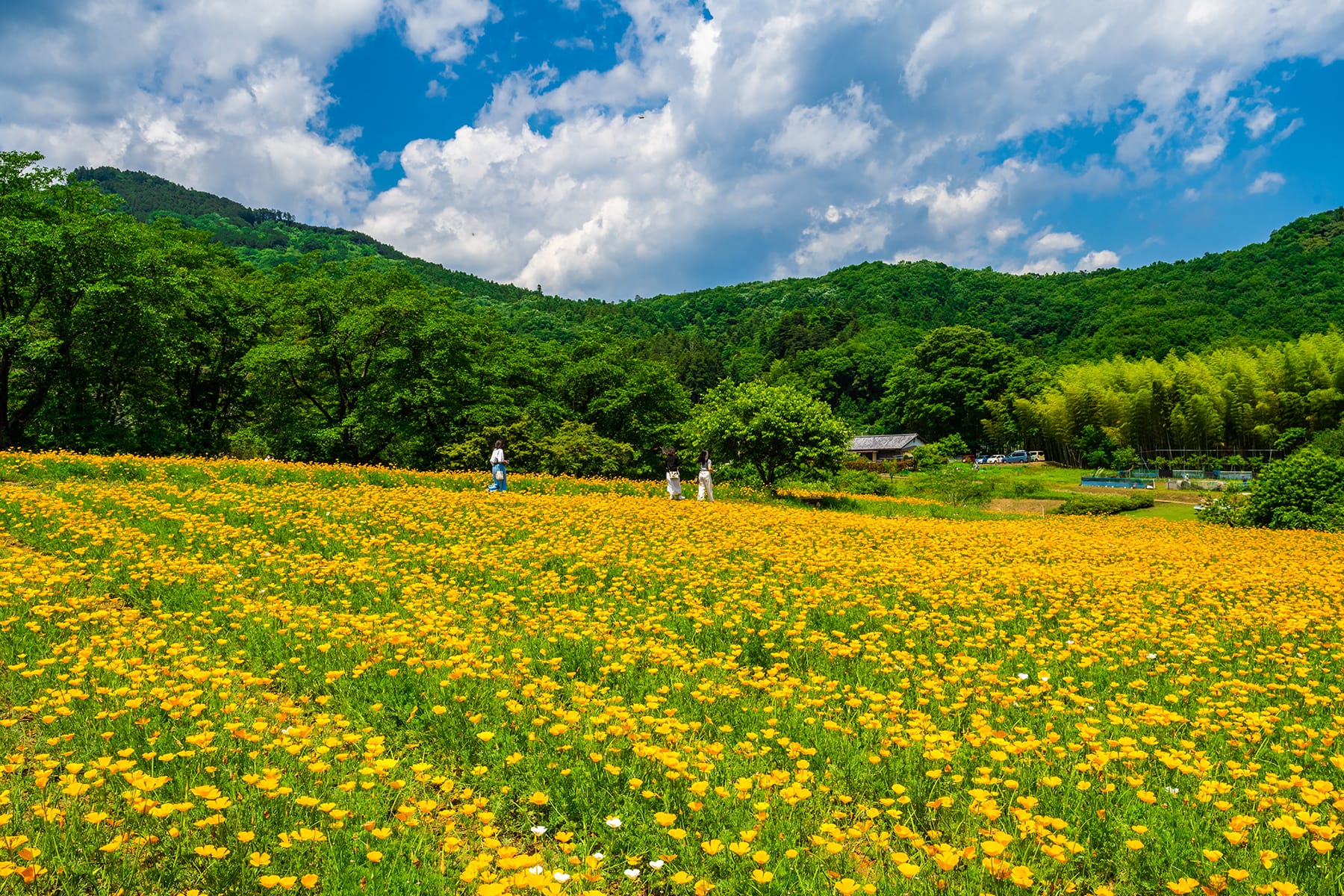 ハナビシソウ（花菱草） 【長瀞・「花の里」ハナビシソウ園｜埼玉県秩父郡長瀞町】| フォトさいたま