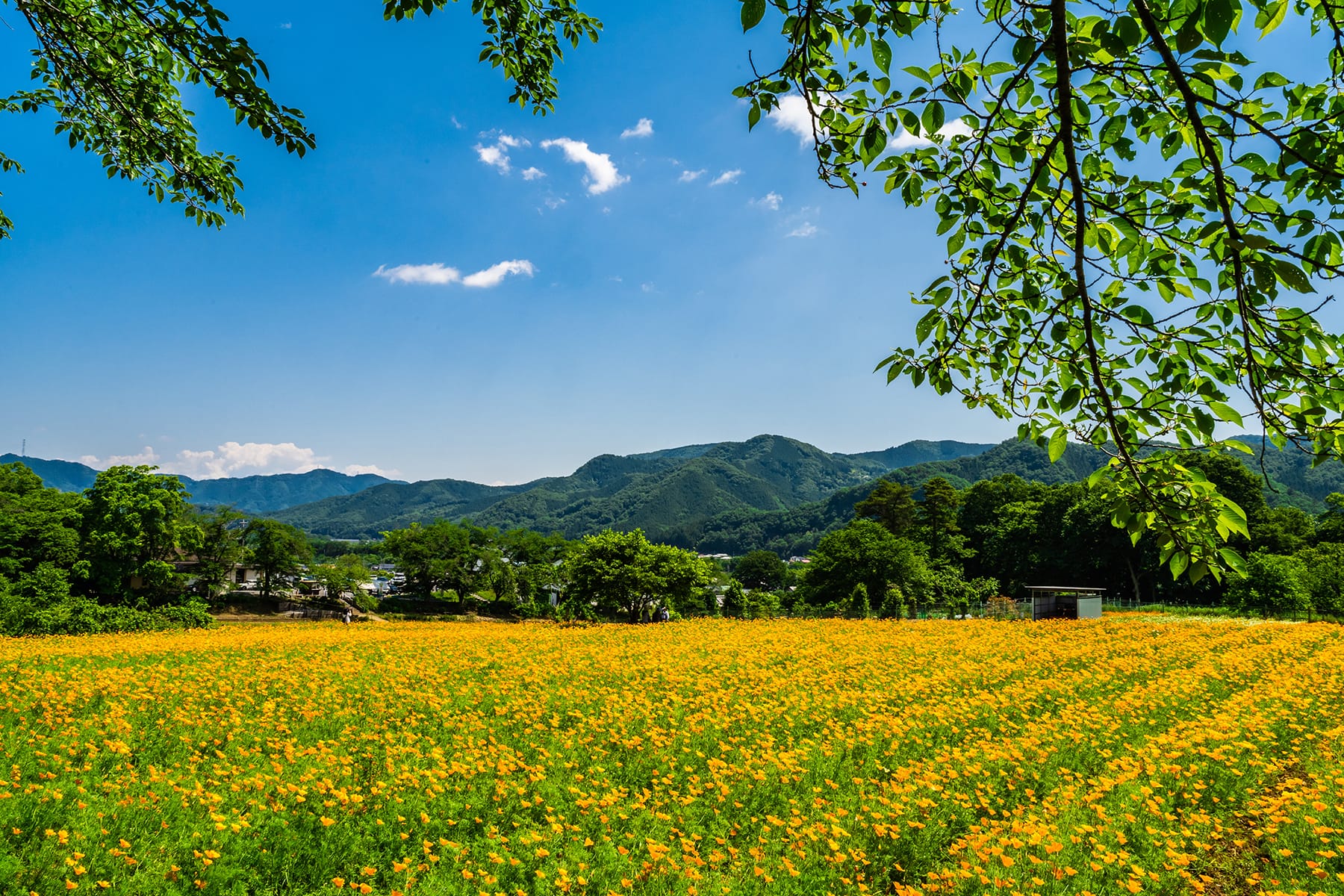 ハナビシソウ（花菱草） 【長瀞・「花の里」ハナビシソウ園｜埼玉県秩父郡長瀞町】| フォトさいたま