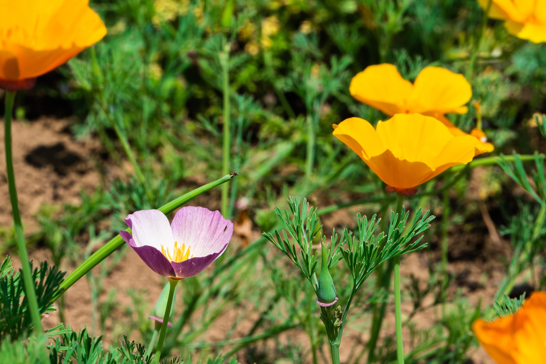 ハナビシソウ（花菱草） 【長瀞・「花の里」ハナビシソウ園｜埼玉県秩父郡長瀞町】| フォトさいたま