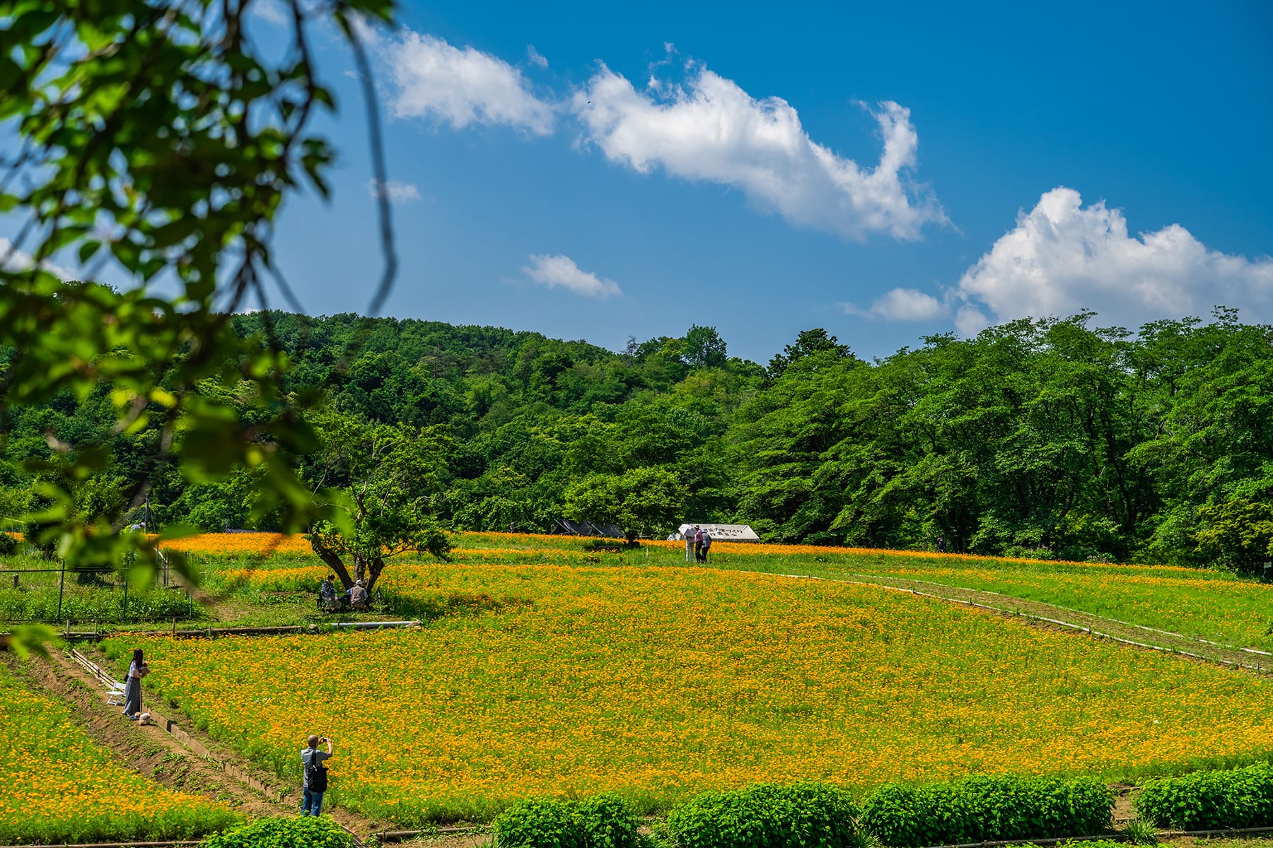 ハナビシソウ（花菱草） 【長瀞・「花の里」ハナビシソウ園｜埼玉県秩父郡長瀞町】| フォトさいたま