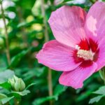 真夏の花ムクゲ【Mahora 稲穂山｜埼玉県秩父郡皆野町】 | フォトさいたま